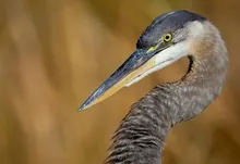 nature birds animals herons 1920x1200 wallpaper Art HD Wallpaper